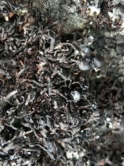 Cornicularia normoerica