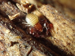 Neobisiidae
