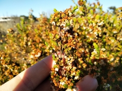 Erica subdivaricata