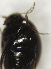 Baeocera tekootii