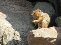 Notocitellus adocetus