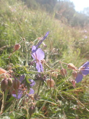 Geranium platyanthum