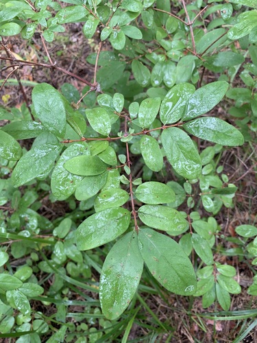 Lonicera caerulea
