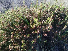 Erica subdivaricata