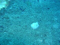 Trinectes maculatus
