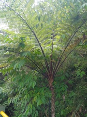 Sphaeropteris glauca