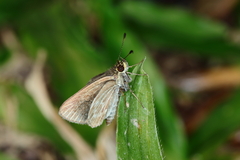 Callimormus interpunctata