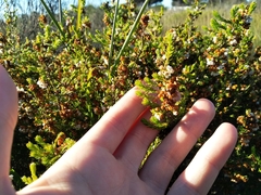 Erica subdivaricata