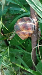 Helix lucorum