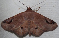 Massala abdara