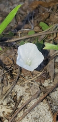 Stylisma humistrata