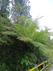 Sphaeropteris glauca