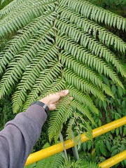 Sphaeropteris glauca