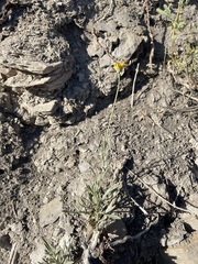 Thelesperma subnudum