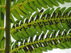 Sphaeropteris glauca