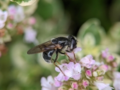 Cheilosia caerulescens