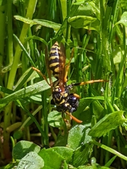 Polistes dominula