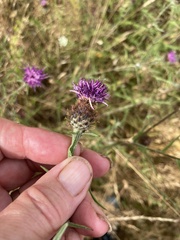 Centaurea debeauxii