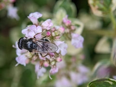 Cheilosia caerulescens