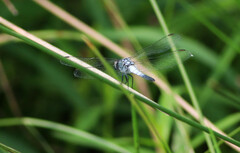 Brachydiplax sobrina