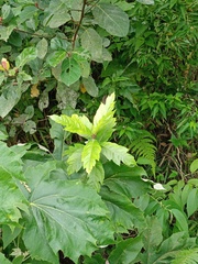 Ficus montana