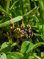 Polistes dominula