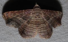 Tyrissa perstrigata