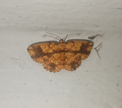 Parasynegia lidderdalii