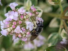 Cheilosia caerulescens