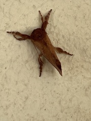 Monoleuca occidentalis