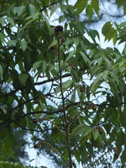 Sphaeropteris glauca