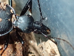 Scaphinotus punctatus