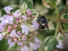 Cheilosia caerulescens