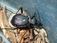 Scaphinotus punctatus