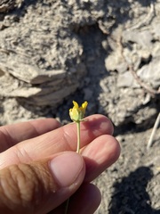 Thelesperma subnudum