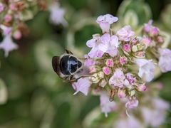 Cheilosia caerulescens