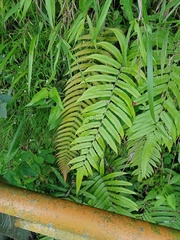 Sphaerostephanos penniger