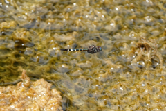 Hemicordulia olympica