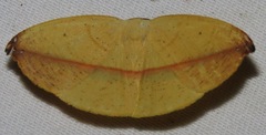 Patalene hamulata