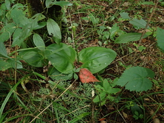 Liparis liliifolia
