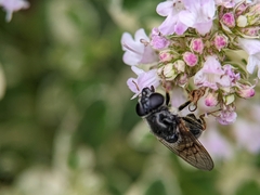 Cheilosia caerulescens