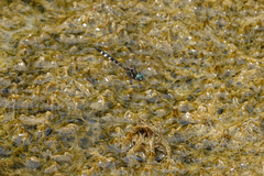 Hemicordulia olympica