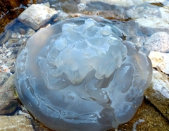 Rhizostoma pulmo