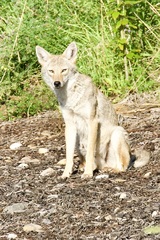 Canis latrans