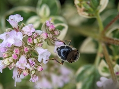 Cheilosia caerulescens