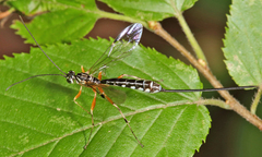 Rhyssella humida