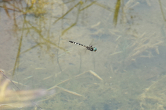 Hemicordulia olympica