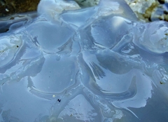 Rhizostoma pulmo