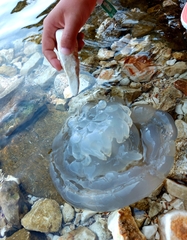 Rhizostoma pulmo