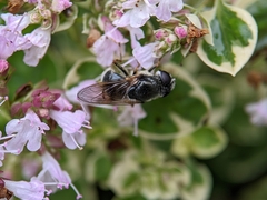 Cheilosia caerulescens